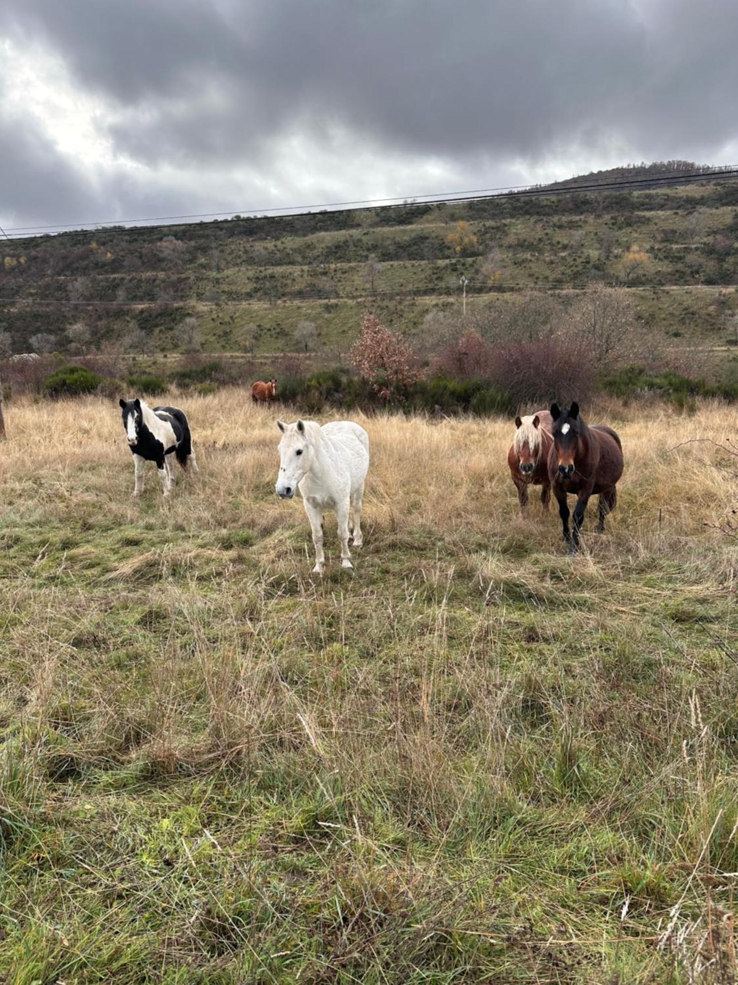 Los Tres Hórreos Felechas Exterior foto